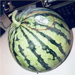 过气网红吃瓜,那些被遗忘的瞬间